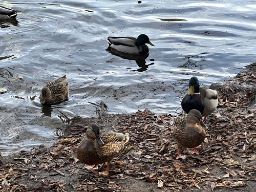 Mallard photograph by the iNaturalist community
