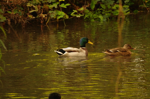 Mallard photograph by the iNaturalist community