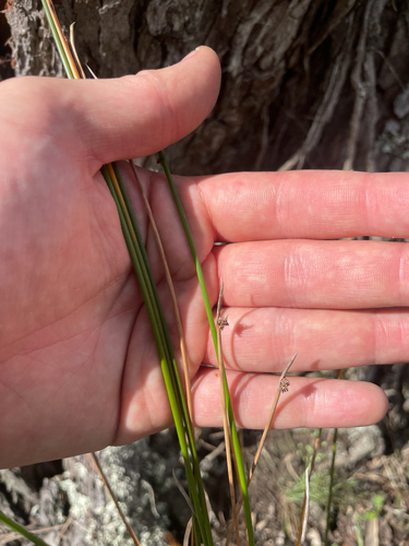 Ficinia nodosa observed 2026-10-24