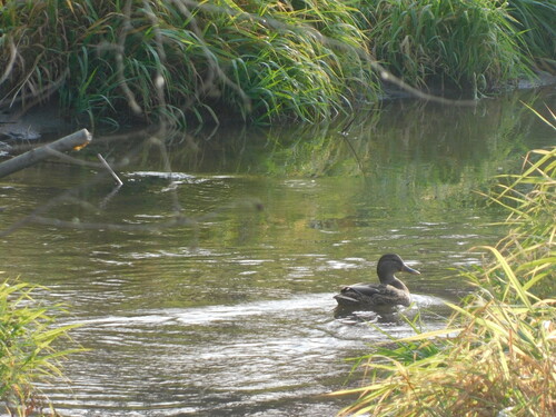 Mallard photograph by the iNaturalist community