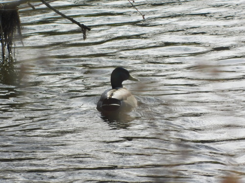 Mallard photograph by the iNaturalist community