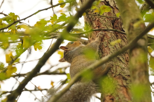 Eastern Gray Squirrel photograph by the iNaturalist community