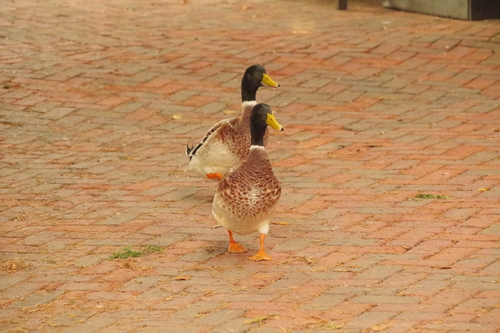 Mallard photograph by the iNaturalist community