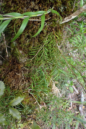 Dendrobium cunninghamii observed 2026-10-24