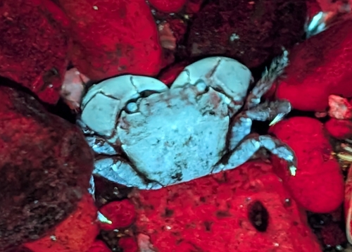 Hemigrapsus oregonensis, 2026-10-23