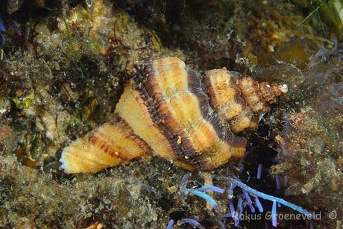 Ocenebra japonica, 2026-10-03