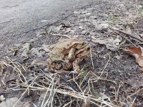 European Toad photograph by the iNaturalist community