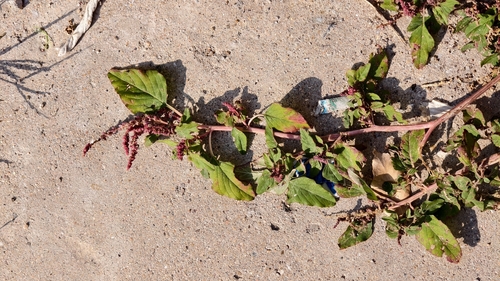 Amaranthus viridis observed 2026-10-24