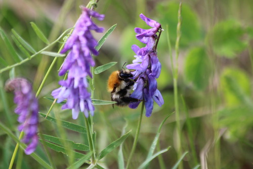 Common Carder Bumble Bee photograph by the iNaturalist community