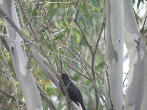Eurasian Blackbird photograph by the iNaturalist community
