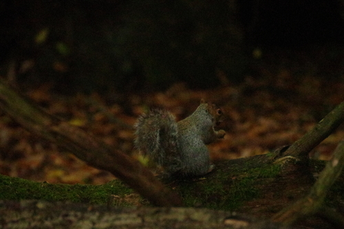 Eastern Gray Squirrel photograph by the iNaturalist community