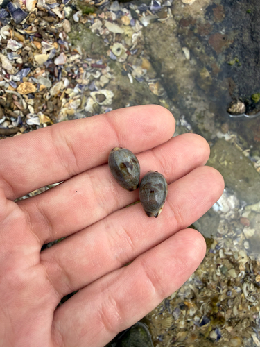 Cypraea gracilis observed 2026-10-24