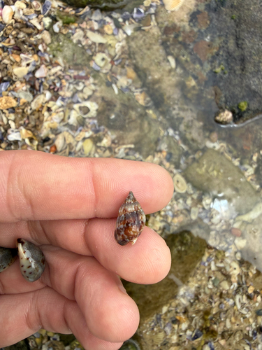 Nassarius gaudiosus observed 2026-10-24