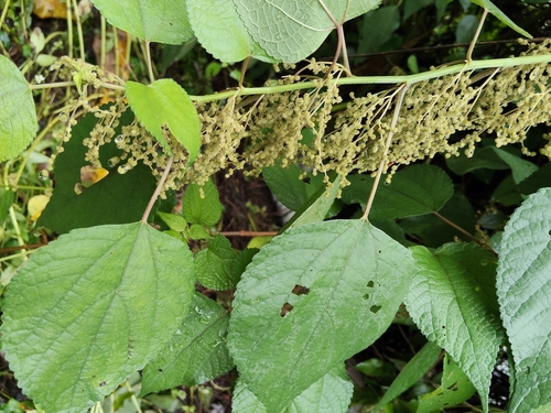 Boehmeria nivea observed 2026-10-24
