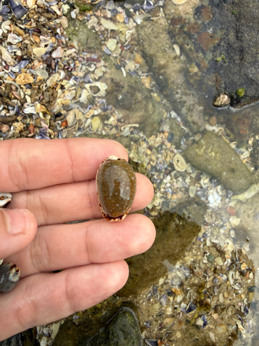 Cypraea labrolineata observed 2026-10-24