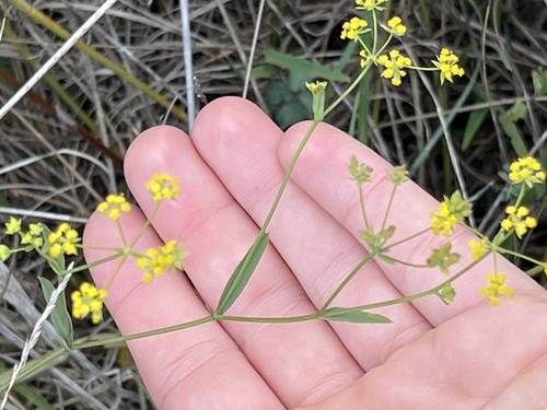 Bupleurum falcatum observed 2026-10-24