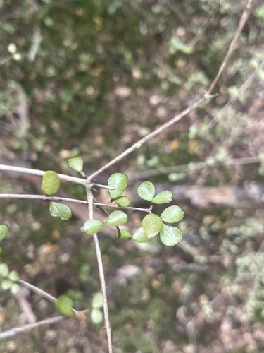 Neomyrtus pedunculata observed 2026-10-22