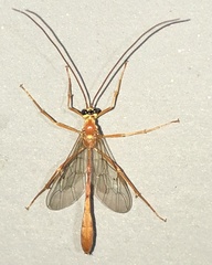 Enicospilus guatemalensis