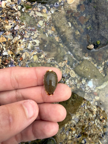 Cypraea labrolineata observed 2026-10-24