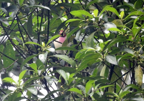 Ptilinopus jambu observed 2026-10-24