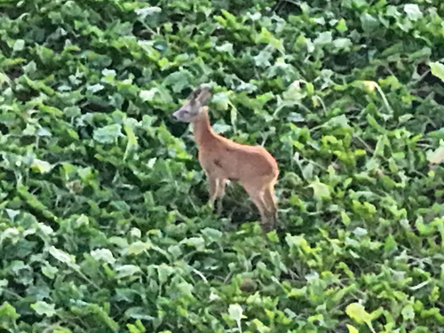 Western Roe Deer photograph by the iNaturalist community
