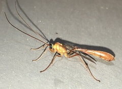 Enicospilus guatemalensis