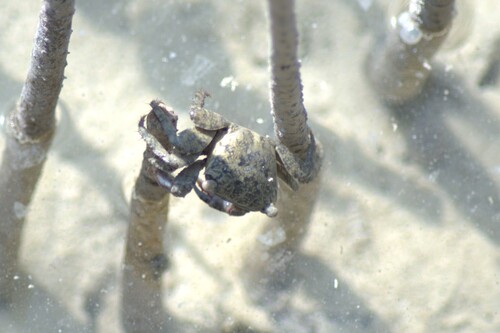 Metopograpsus messor observed 2026-10-19