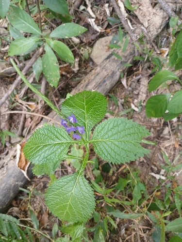 Stachytarpheta urticifolia observed 2026-10-24