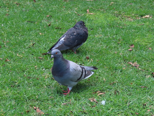 Rock Pigeon photograph by the iNaturalist community