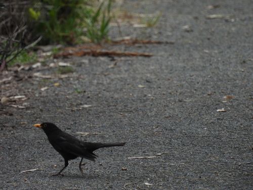 Eurasian Blackbird photograph by the iNaturalist community