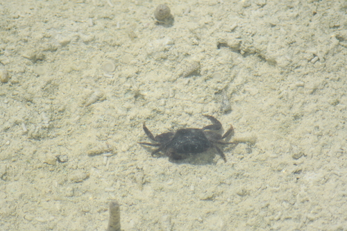 Metopograpsus messor observed 2026-10-19