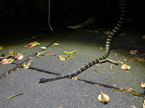 Bungarus candidus observed 2026-10-21