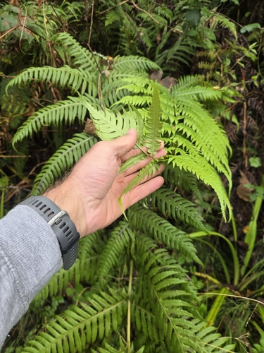 Woodwardia radicans observed 2026-10-21