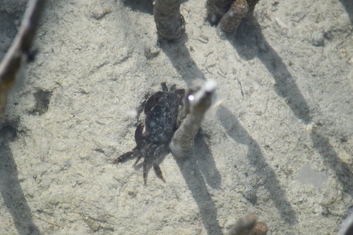 Metopograpsus messor observed 2026-10-19