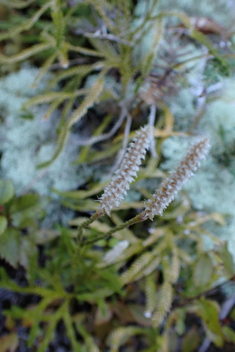 Diphasium scariosum observed 2026-10-24