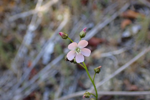 Drosera peltata observed 2026-10-24