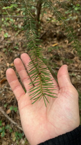 Douglas-fir photograph by the iNaturalist community