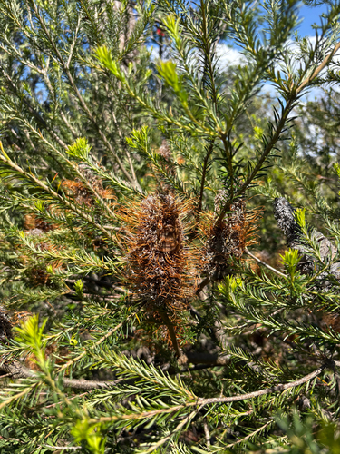 Banksia ericifolia observed 2026-10-24