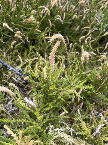 Diphasium scariosum observed 2026-10-24