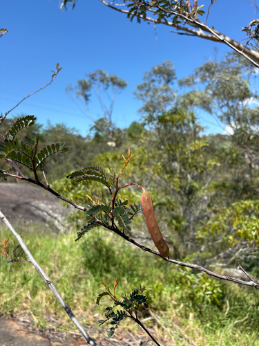 Acacia terminalis observed 2026-10-24