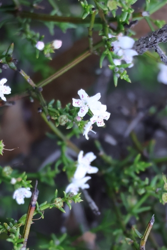 Westringia rigida, 2026-10-24