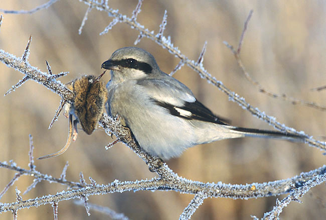 Foto de Great Grey Shrike