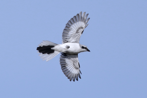 Great Grey Shrike