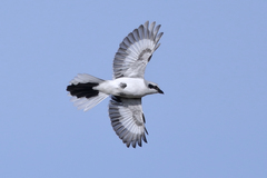 Great Grey Shrike photo 3