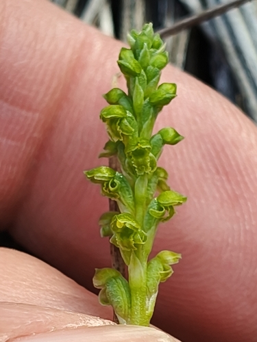 Microtis unifolia observed 2026-10-24
