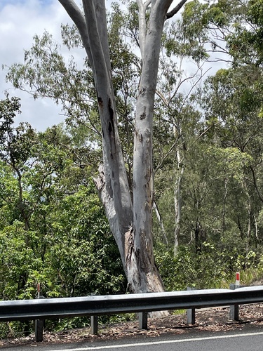 Eucalyptus tereticornis observed 2026-10-24