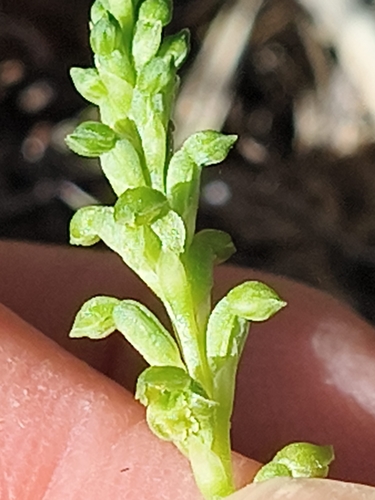 Microtis unifolia observed 2026-10-24