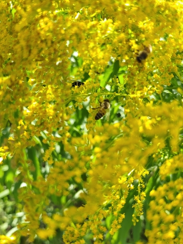 Western Honey Bee photograph by the iNaturalist community