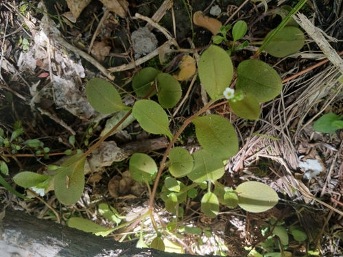 Myosotis forsteri observed 2026-10-24