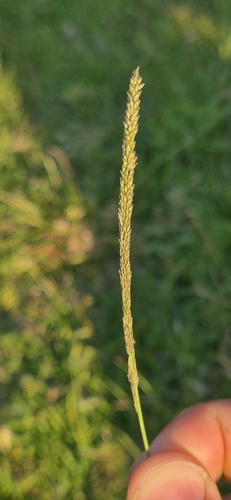 Sporobolus indicus observed 2026-10-24
